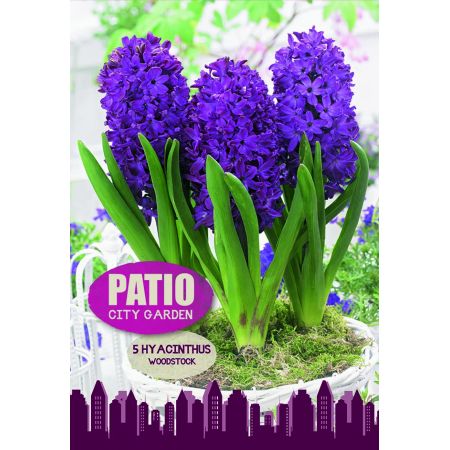 Hyacinth Woodstock 5 Bulb Pack