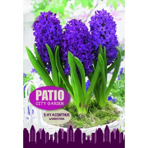 Hyacinth Woodstock 5 Bulb Pack