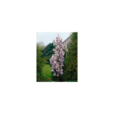 Prunus Amanogawa Ornamental Cherry