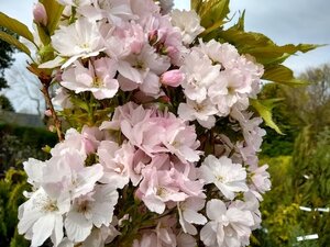 Prunus Amanogawa Ornamental Cherry
