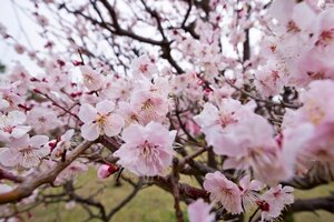 "Prunus autumnalis 'Rosea'" by wallygrom is licensed under CC BY-SA 2.0. To view a copy of this license, visit https://creativecommons.org/licenses/by-sa/2.0/?ref=openverse.