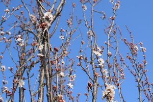 Prunus cerasifera 'Crimson Pointe' Ornamental Cherry 