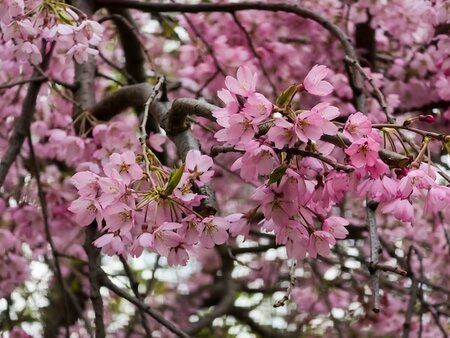 Prunus Cheal's Weeping
