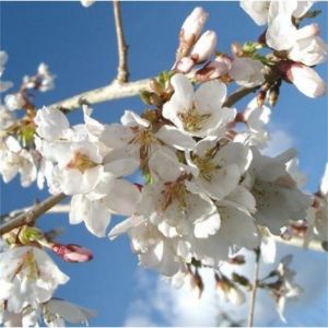 Prunus Hillings Weeping Ornamental Cherry