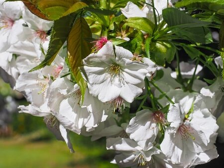 Prunus Hillings Weeping Ornamental Cherry