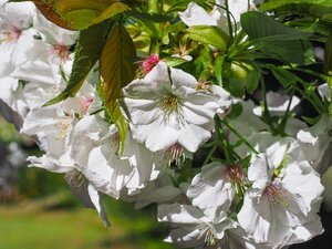 Prunus Hillings Weeping Ornamental Cherry