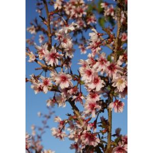 Prunus Incisa 'Mikinori' Top Worked At 45Cm 11.5L Container