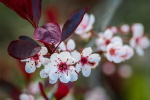 Prunus Incisa 'Mikinori' Top Worked At 45Cm 11.5L Container