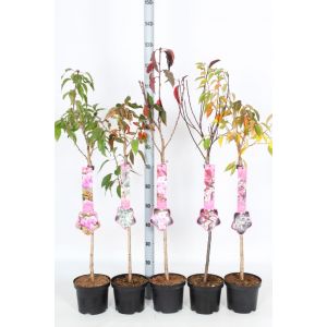 Prunus Incisa Mini Standard 3ltr pot c.100cm