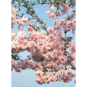 Prunus Incisa Oshidori Princesse Patio Top Worked At 45Cm 11.5L Container