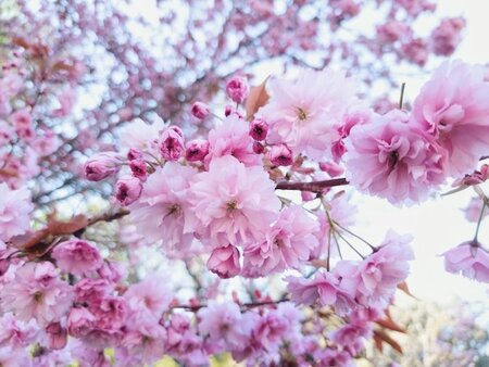 Prunus Incisa Oshidori Princesse Patio Top Worked At 45Cm 11.5L Container