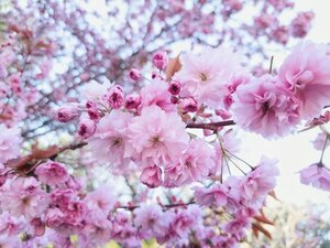 Prunus Incisa Oshidori Princesse Patio Top Worked At 45Cm 11.5L Container