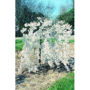 Prunus Incisa Pendula Patio Top Worked At 90Cm 11.5L Container