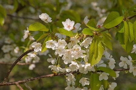 Prunus Incisa Pendula Patio Top Worked At 90Cm 11.5L Container