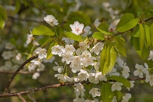 Prunus Incisa Pendula Patio Top Worked At 90Cm 11.5L Container