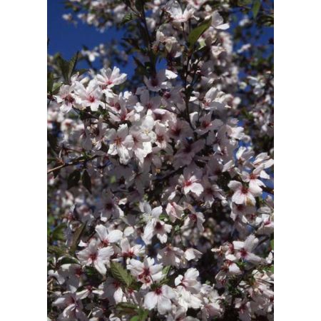 Prunus Incisa The Bride Ornamental Cherry
