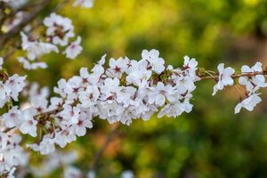 Prunus Incisa The Bride Ornamental Cherry