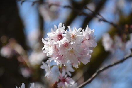 Prunus Incisa The Bride Ornamental Cherry Patio Top Worked At 45Cm 11.5L Container