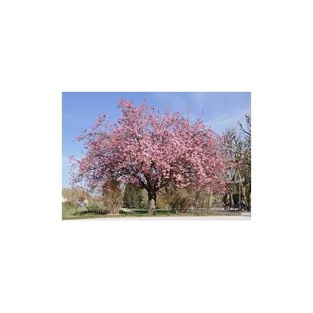 Prunus Kanzan Ornamental Cherry