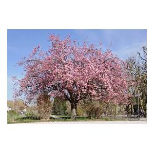 Prunus Kanzan Ornamental Cherry