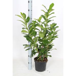 Prunus Laurocerasus Rotundifolia C3