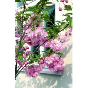 Prunus 'Little Pink Perfection' Ornamental Cherry Patio Top Worked At 45Cm 11.5L Container