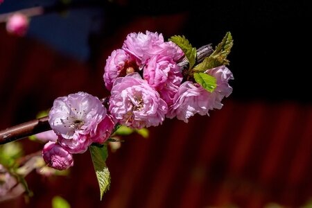 Prunus 'Little Pink Perfection' Ornamental Cherry Patio Top Worked At 45Cm 11.5L Container