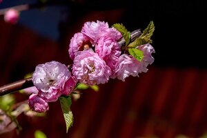 Prunus 'Little Pink Perfection' Ornamental Cherry Patio Top Worked At 45Cm 11.5L Container