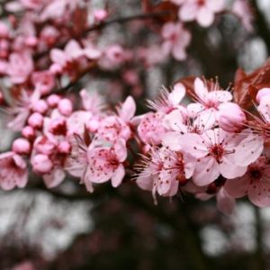 Prunus Pissardi Nigra Ornamental Cherry