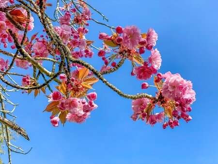 Prunus Pissardi Nigra Ornamental Cherry
