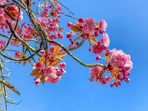 Prunus Pissardi Nigra Ornamental Cherry