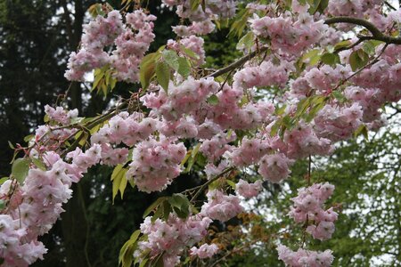 Prunus Shidare Zakura (Weeping)