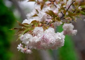 Prunus Shidare Zakura (Weeping)