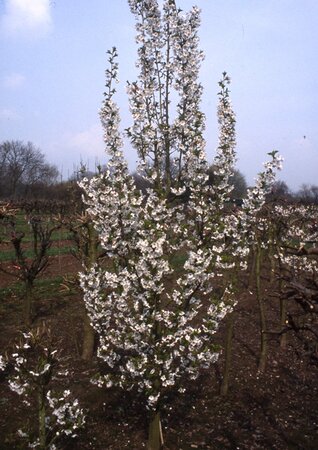 Prunus Snow Goose Ornamental Cherry