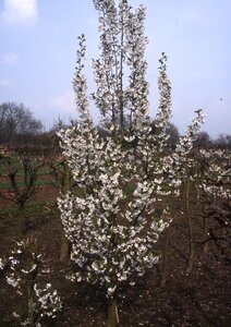 Prunus Snow Goose Ornamental Cherry