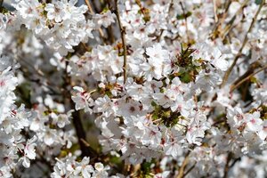 Prunus Snow Goose Ornamental Cherry