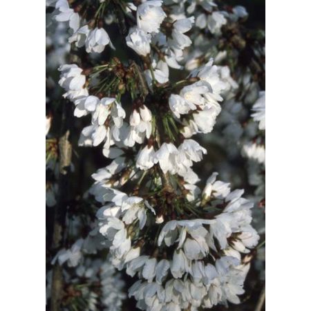 Prunus Snow Showers Ornamental Cherry 12L Container