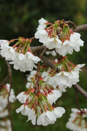 Prunus Snow Showers Patio Top Worked  At 90Cm 11.5L Container