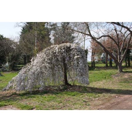 Prunus Weeping Yoshino Ornamental Cherry