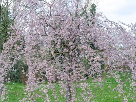 Prunus Weeping Yoshino Ornamental Cherry