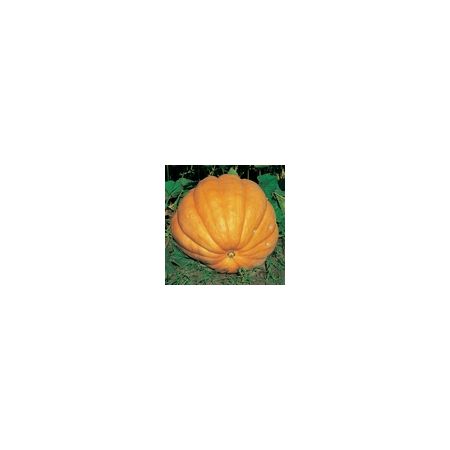 Pumpkin Dills Atlantic Giant Kings Seeds