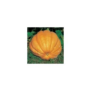 Pumpkin Dills Atlantic Giant Kings Seeds