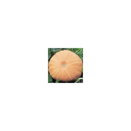 Pumpkin Hundredweight Kings Seeds