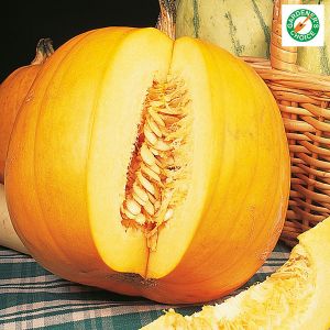 Pumpkin Jack O Lantern Kings Seeds