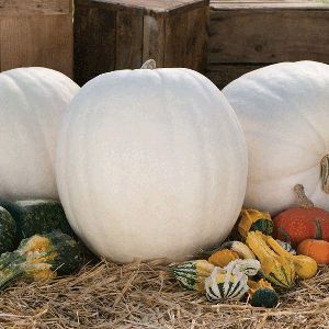 Pumpkin Polar Bear F1 Kings Seeds