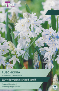 Puschkinia - Scilloides Libanotica - 30 Bulb Pack
