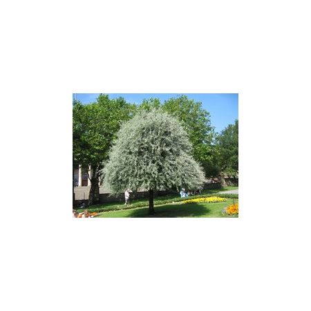 Pyrus Salicifolia Pendula Ornamental Pear