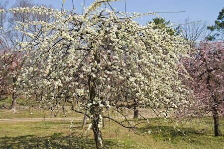 Pyrus Salicifolia Pendula Ornamental Pear