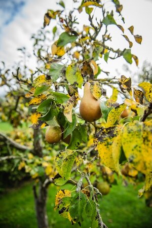 Quince 'Viranja'