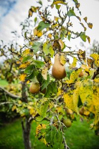Quince 'Viranja'